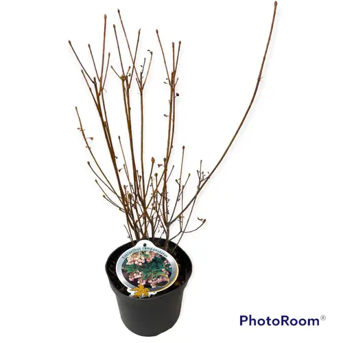 Enkianthus Campanulatus T19 H050