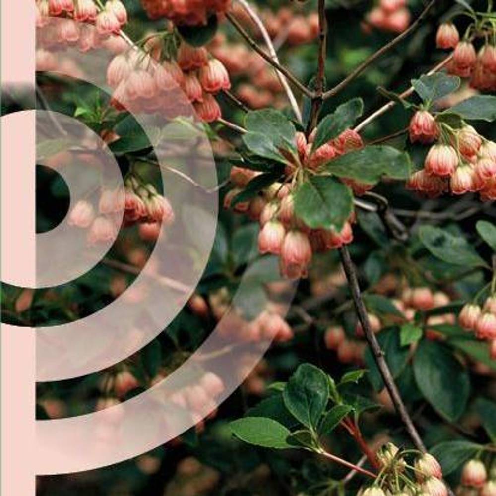 Enkianthus Campanulatus T19 H050
