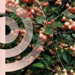 Enkianthus Campanulatus T19 H050