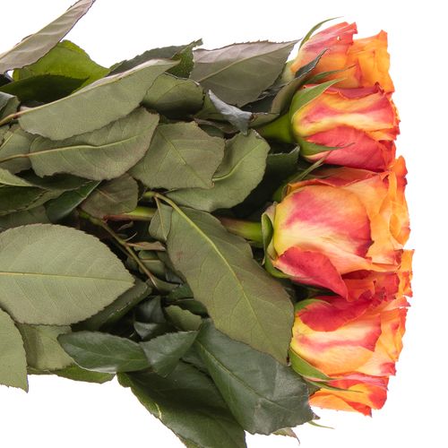 Rose orange Mariyo (Tima) 70cm 