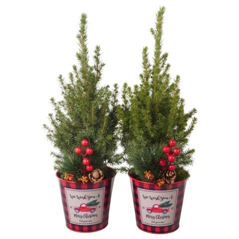 Picea Glauca Conica Zink PTK25458 T13 H045
