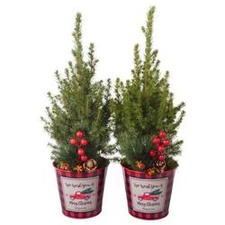 Picea Glauca Conica Zink PTK25458 T13 H045