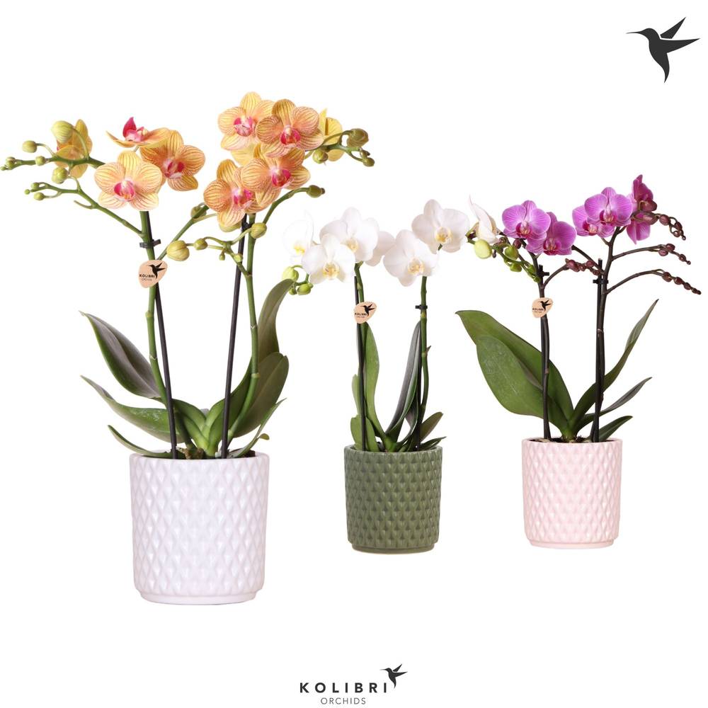 Phal.2-R mix im Diamond Ker. T09 H040