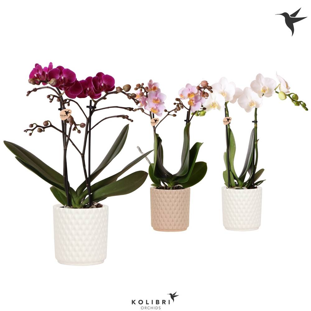 Phal.2-R mix im Diamond Ker. T09 H040