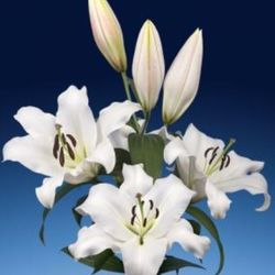 Lilie orientalisch weiss Severn 5+Blüte 80cm