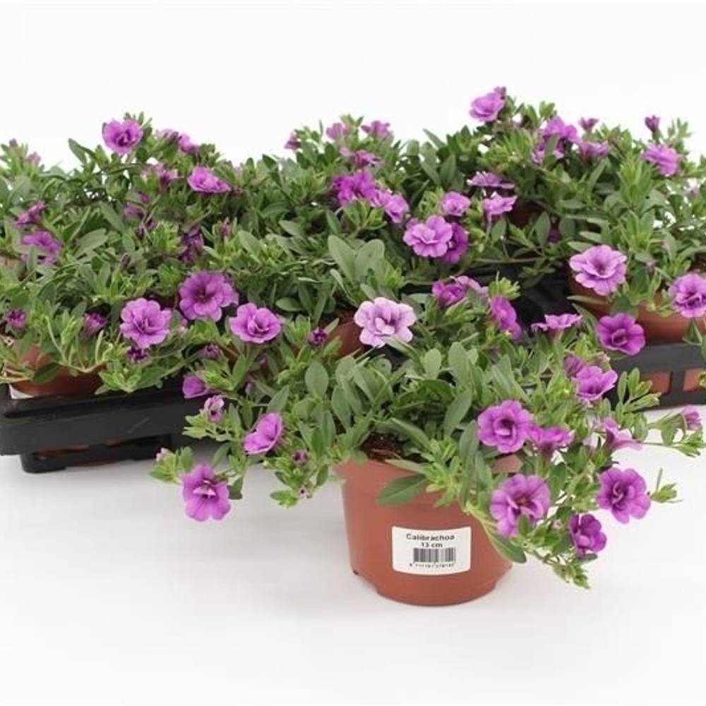 Calibrachoa Minifamous Double Amethyst T13 H015