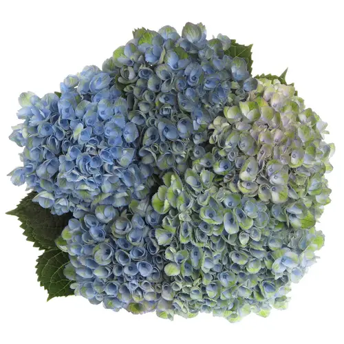 Hortensie blau Revolution classic Bol 8cm 40cm x15