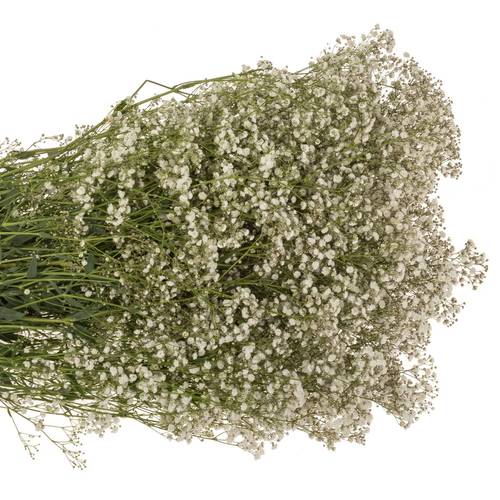 Gyps weiss Xlence NL 80Gramm grosse Blüte