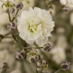 Gyps weiss Xlence NL 80Gramm grosse Blüte
