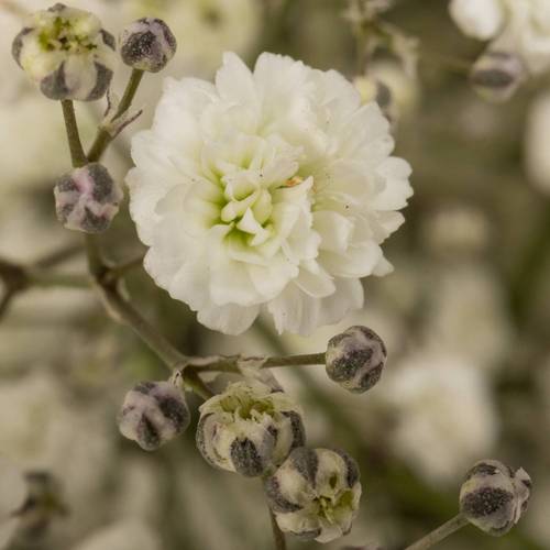 Gyps weiss Xlence NL 80Gramm grosse Blüte