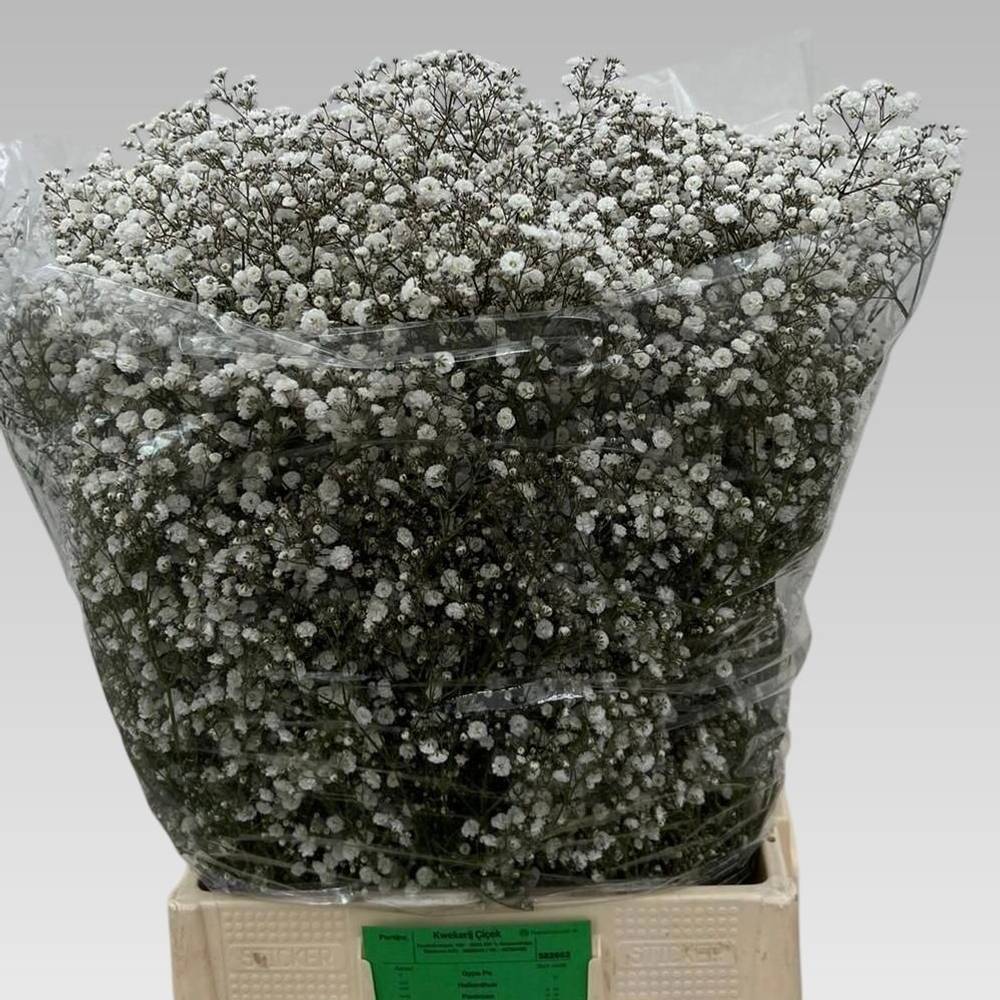Gyps weiss Xlence NL 70 Gramm grosse Blüte