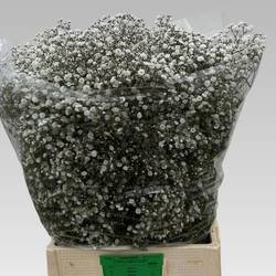 Gyps weiss Xlence NL 70 Gramm grosse Blüte