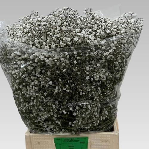 Gyps weiss Xlence NL 70 Gramm grosse Blüte
