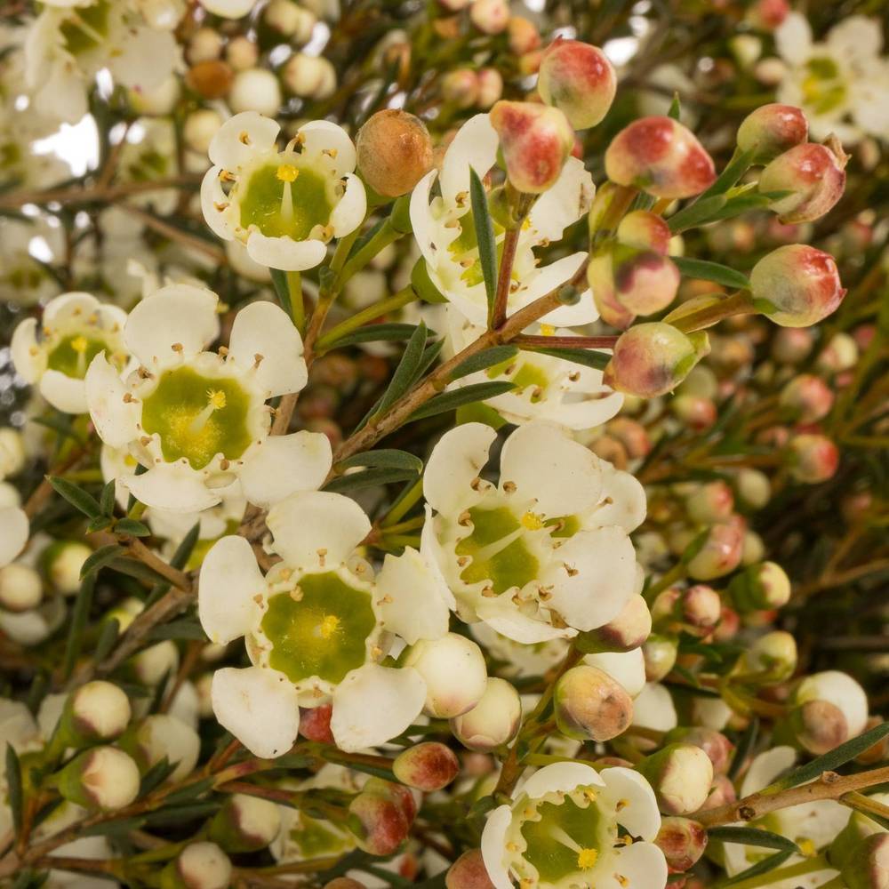 Wachsflower creme/weiss Sirius 45 Gramm 60cm