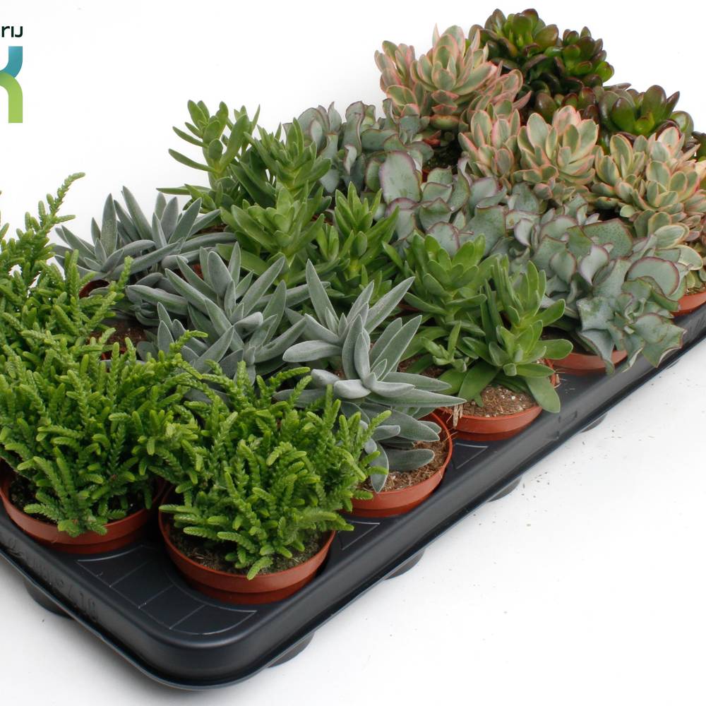 Crassula mix T08,5 H015