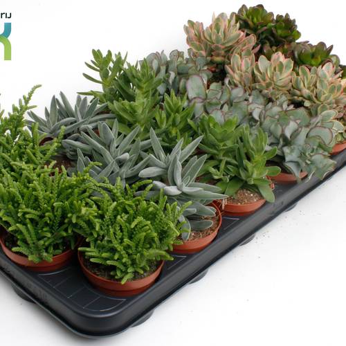 Crassula mix T08,5 H015