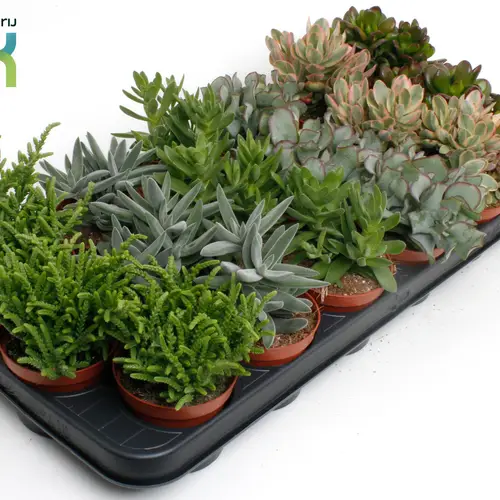 Crassula mix T08,5 H015