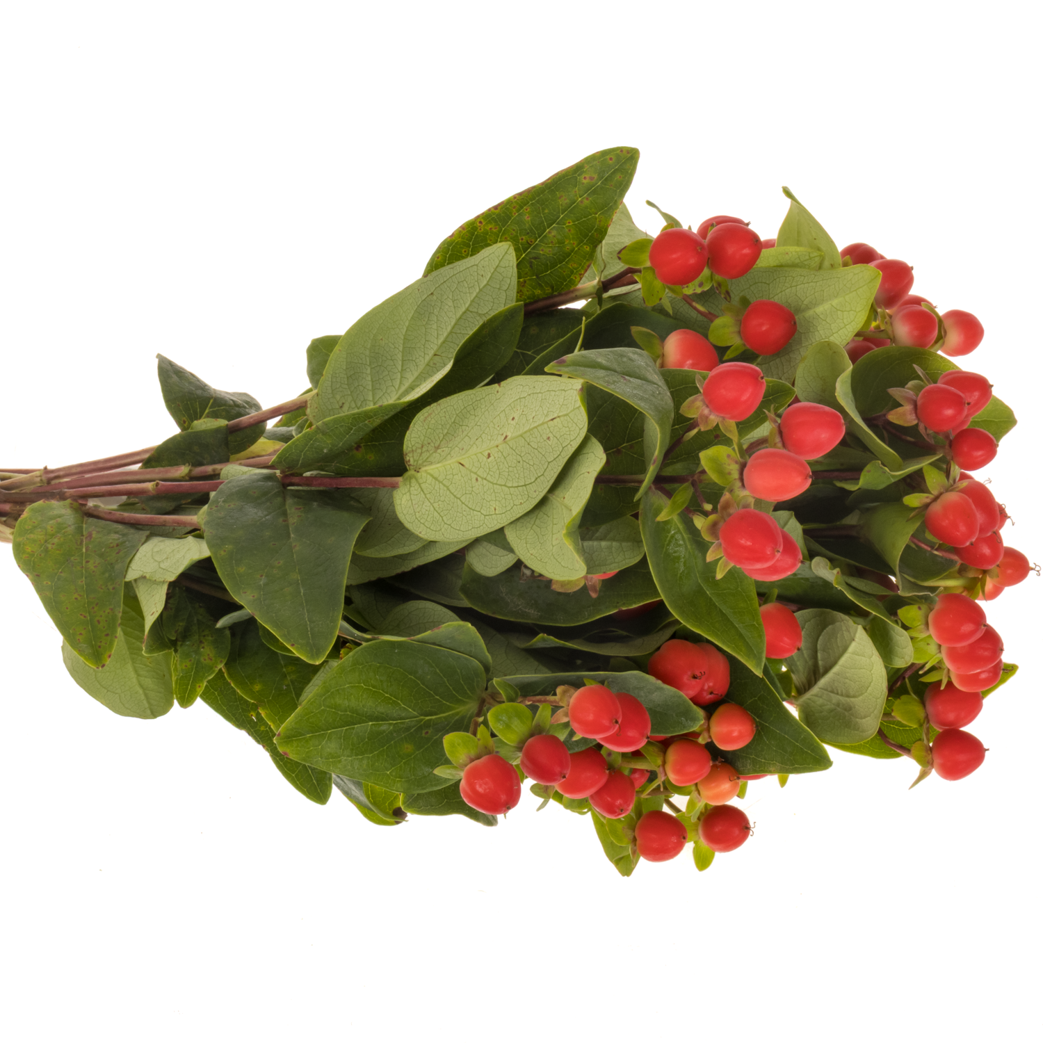 Hypericum rot Coco Rio 30cm