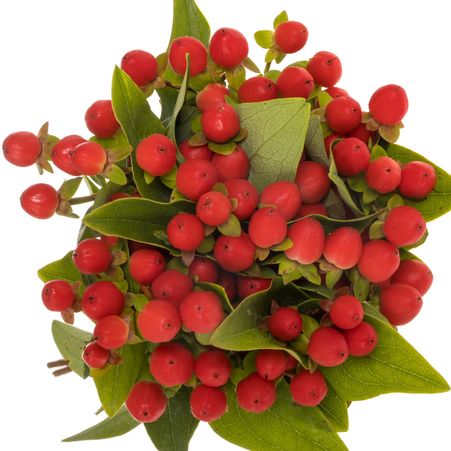 Hypericum rot Coco Rio 30cm