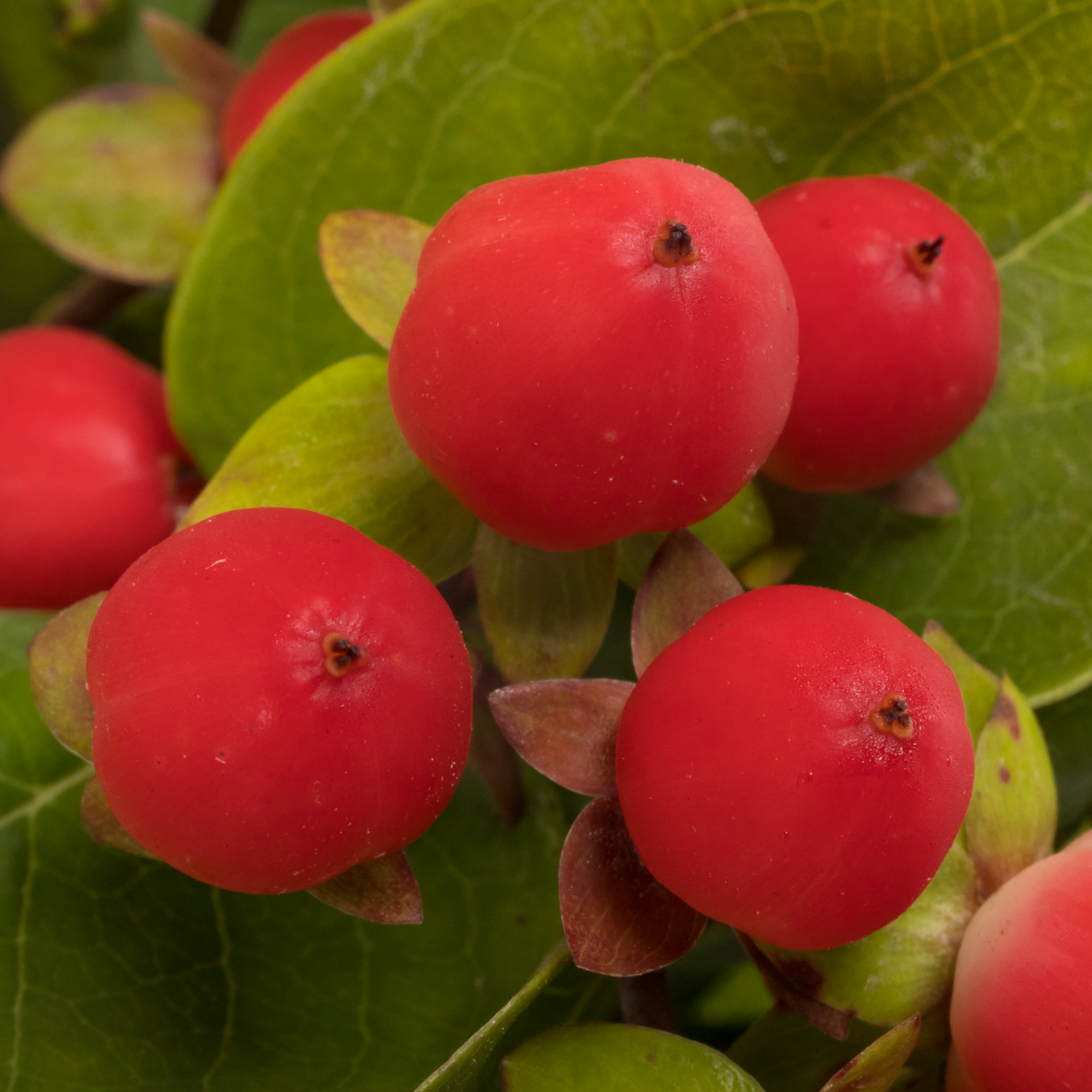 Hypericum rot Coco Rio 30cm