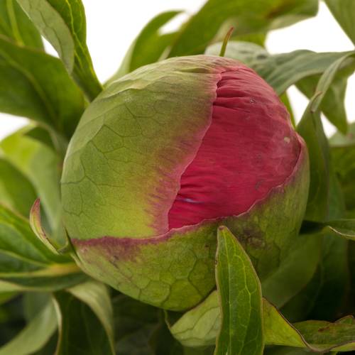 Pfingstrose pink Birthday 55cm