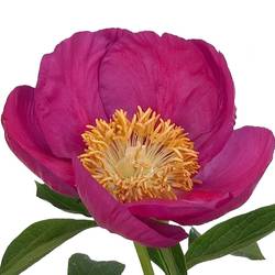 Pfingstrose pink Birthday 55cm