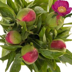 Pfingstrose pink Birthday 55cm