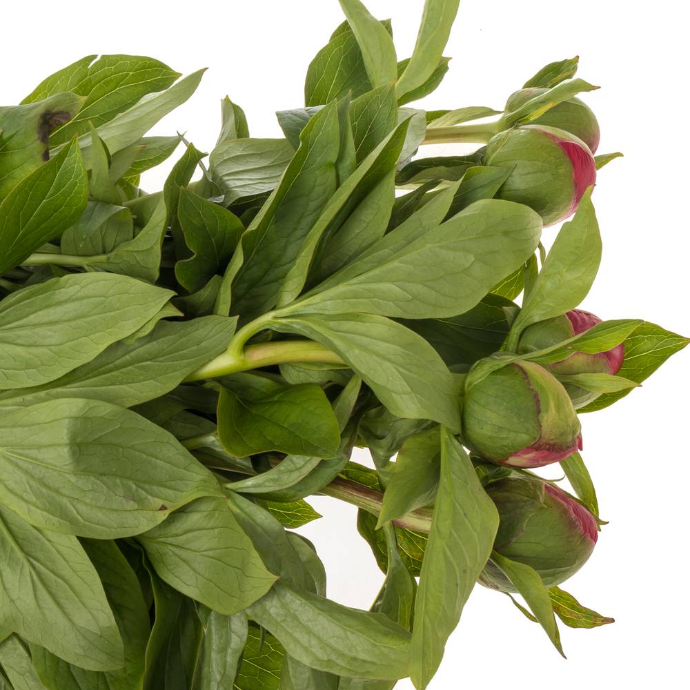 Pfingstrose pink Birthday 55cm