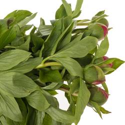 Pfingstrose pink Birthday 55cm