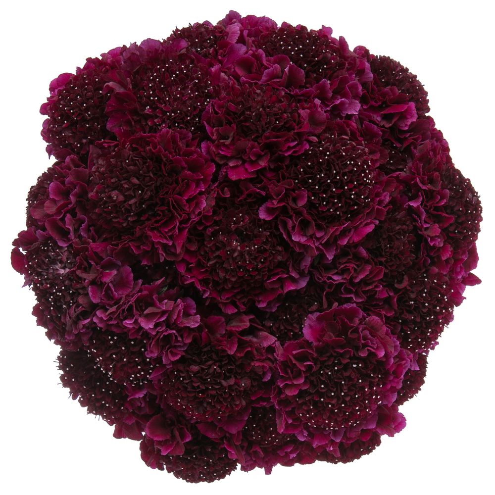 Scabiosa rot Red Velvet 60cm