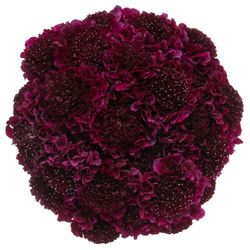Scabiosa rot Red Velvet 60cm