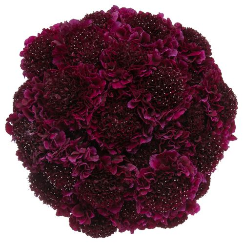 Scabiosa rot Red Velvet 60cm