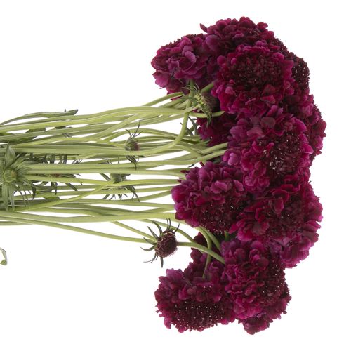 Scabiosa rot Red Velvet 60cm