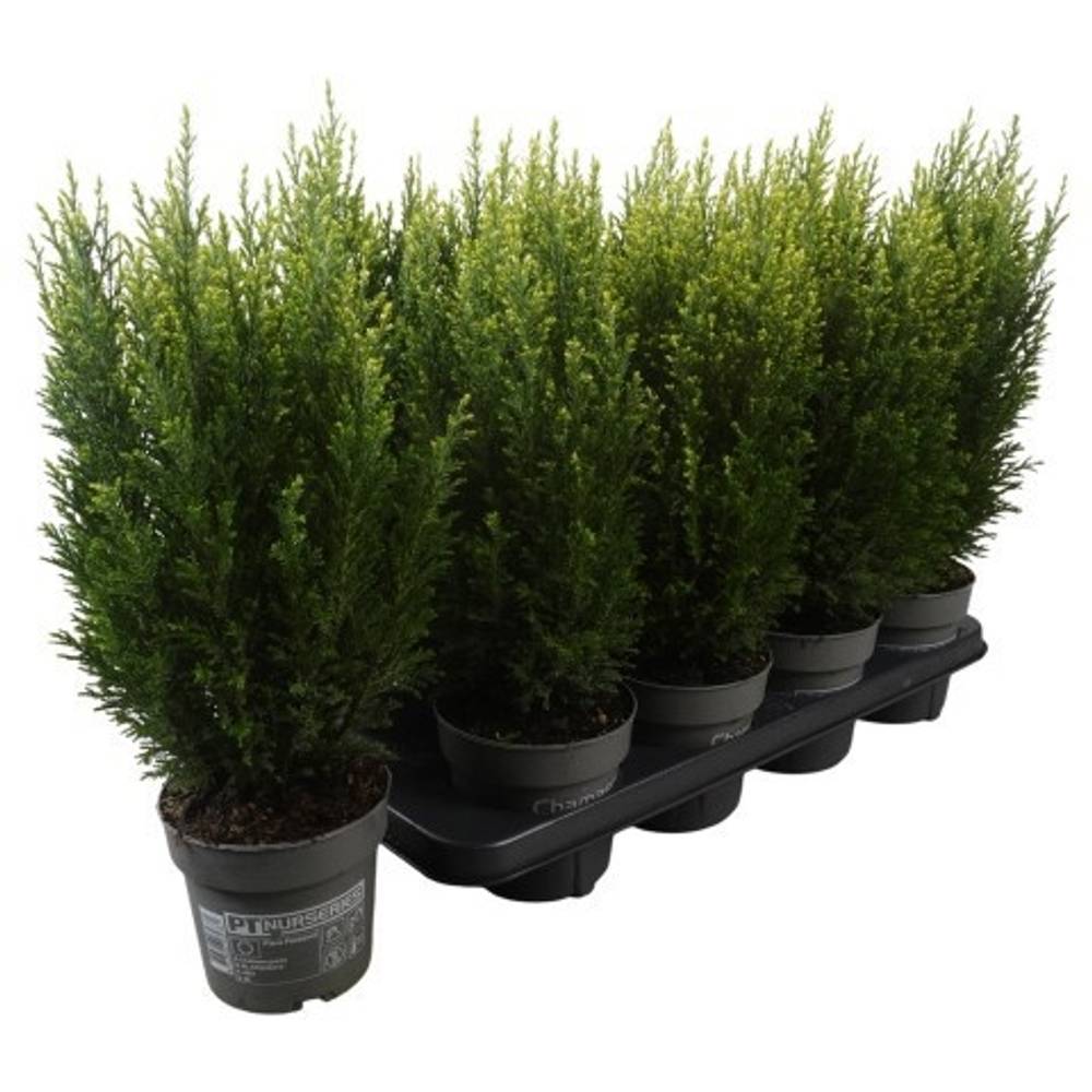 Chamaecyparis Laws. Snow White PTK2515 T13 H045