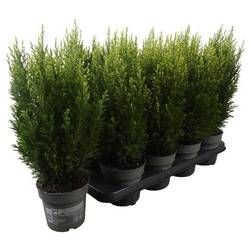 Chamaecyparis Laws. Snow White PTK2515 T13 H045