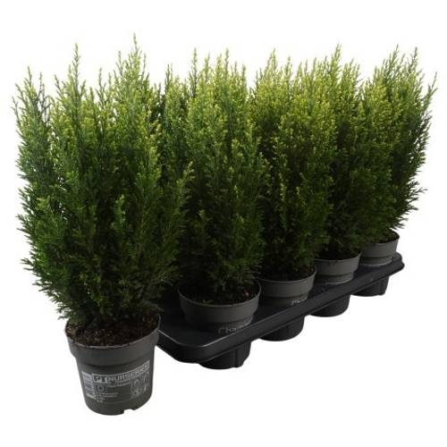 Chamaecyparis Laws. Snow White PTK2515 T13 H045