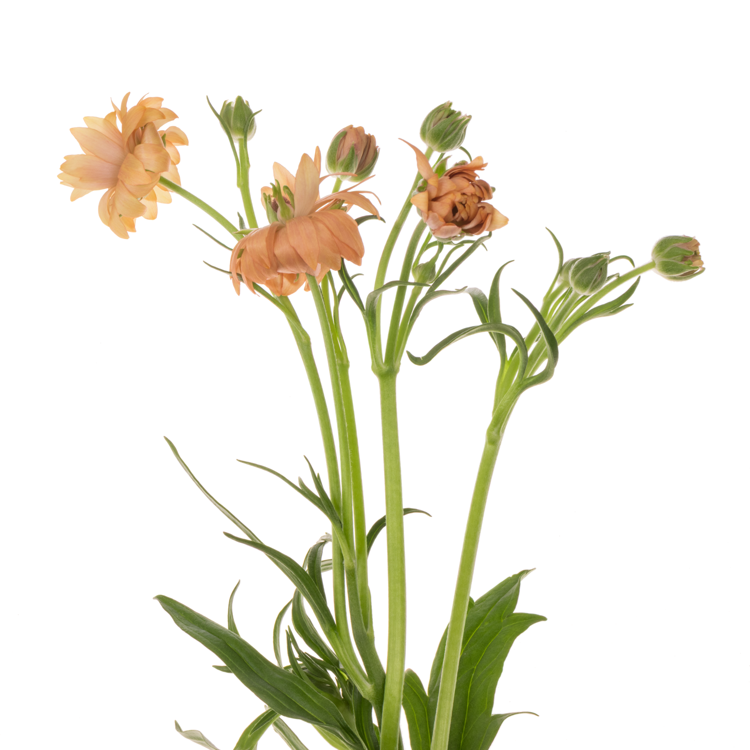 Ranunkel orange Moderna Star Jupiter 60cm