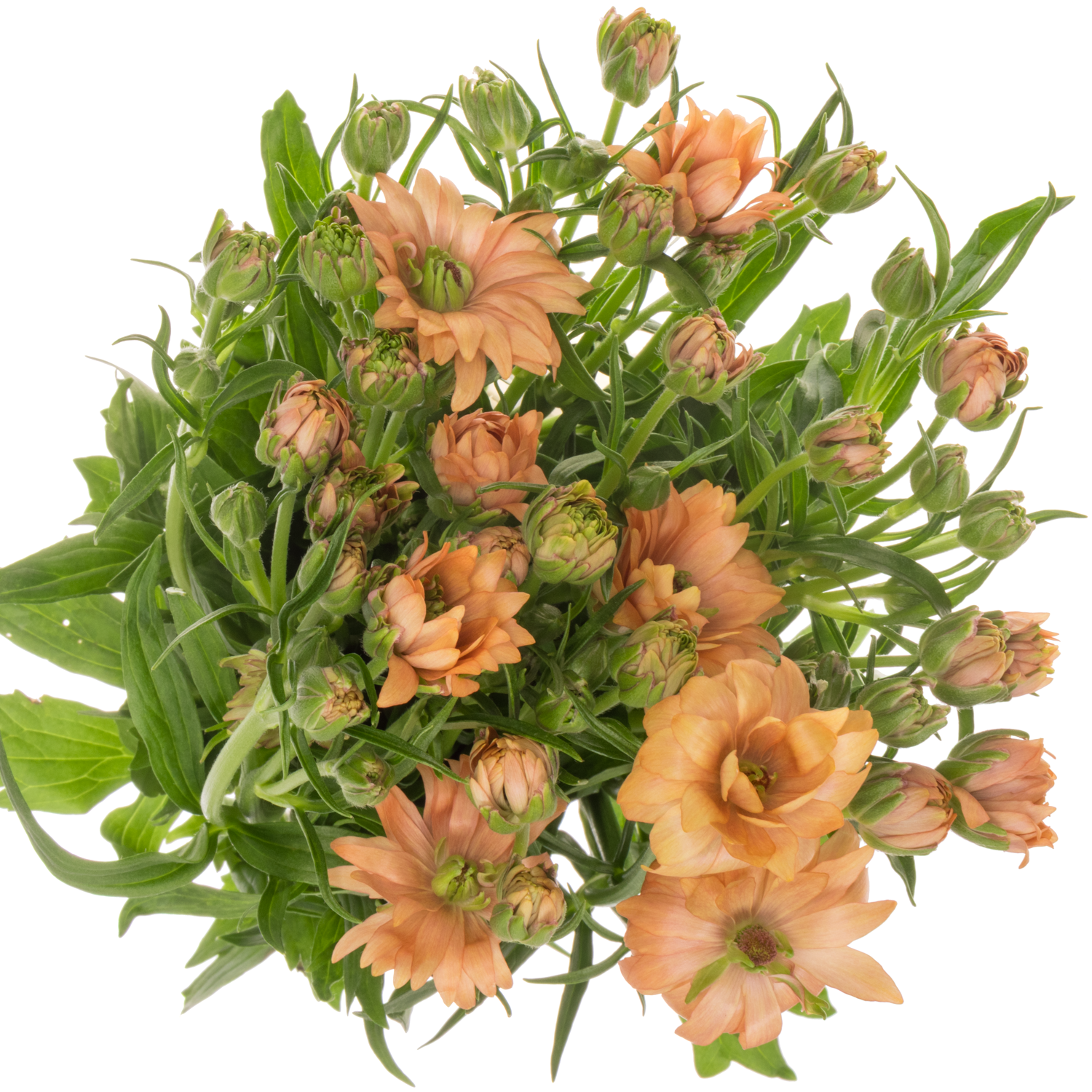 Ranunkel orange Moderna Star Jupiter 60cm