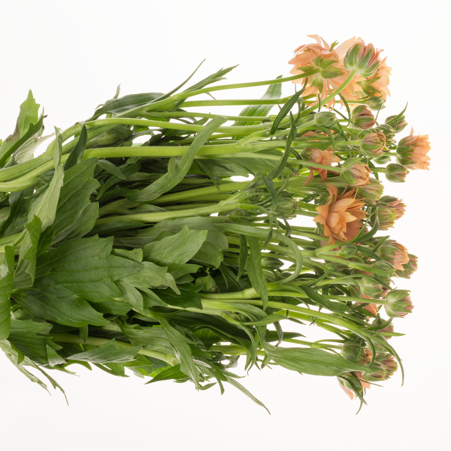 Ranunkel orange Moderna Star Jupiter 60cm