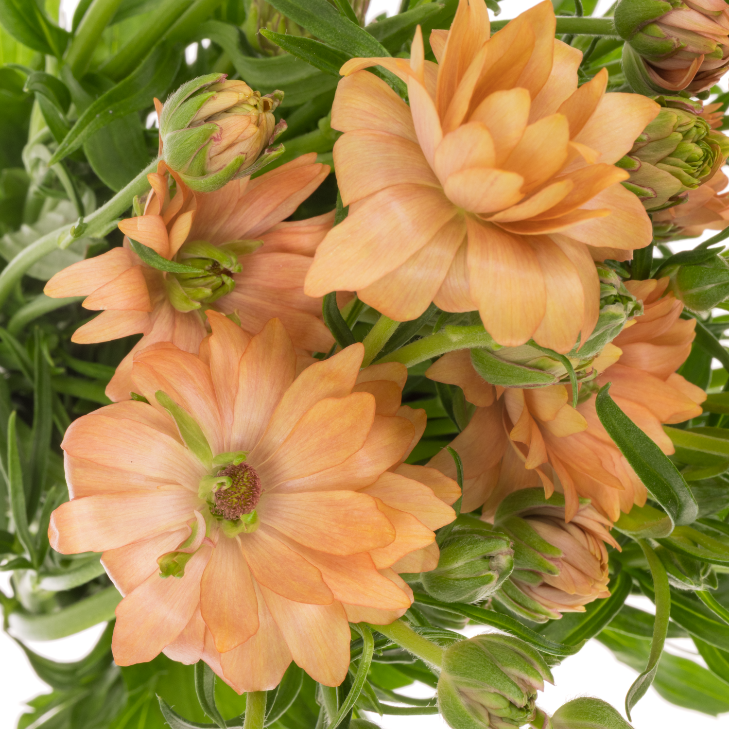 Ranunkel orange Moderna Star Jupiter 60cm