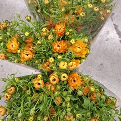 Ranunkel orange Moderna Star Jupiter 60cm