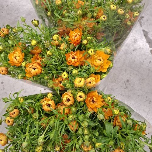 Ranunkel orange Moderna Star Jupiter 60cm