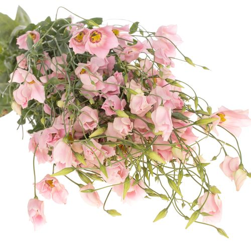 Lisianthus rosa Dizzy Lizzy 5+Blüte 90cm