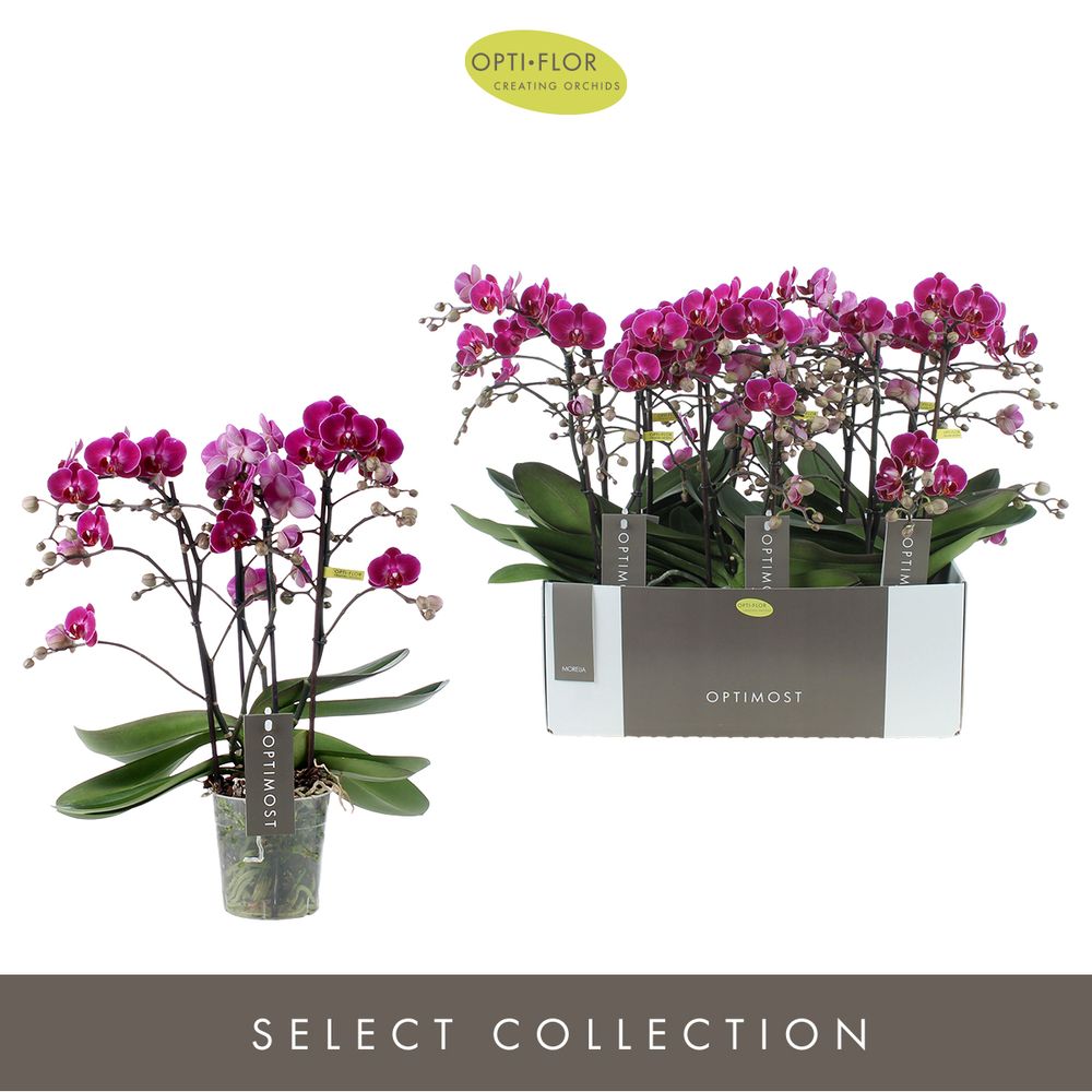 Phal.4-R lila Morelia Optimost T12 H45 
