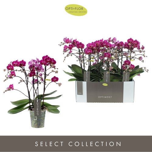 Phal.4-R lila Morelia Optimost T12 H45 