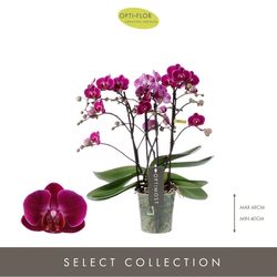 Phal.4-R lila Morelia Optimost T12 H45 