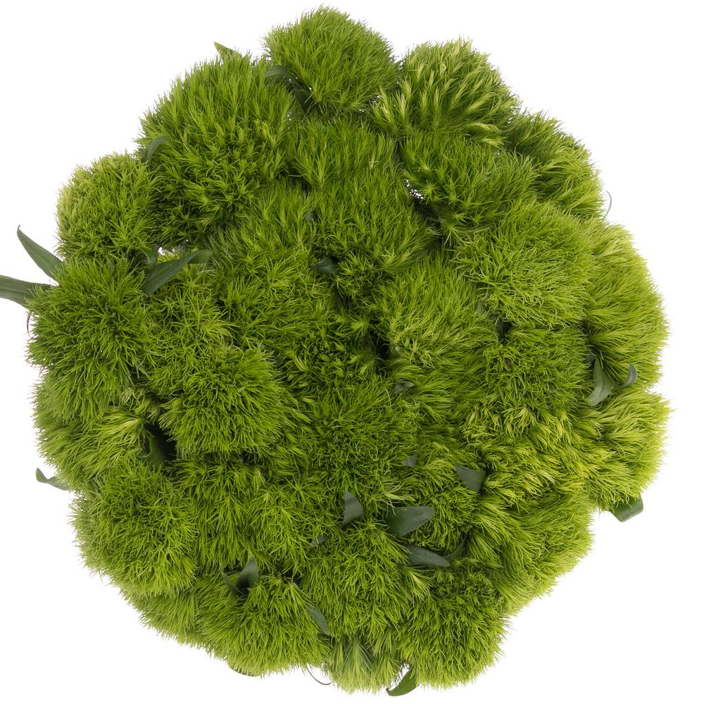 Bartnelke grün Green Wicky 60cm x50