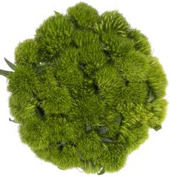 Bartnelke grün Green Wicky 60cm x50