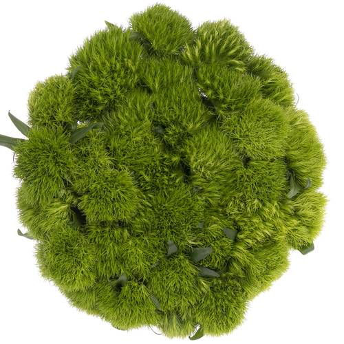 Bartnelke grün Green Wicky 60cm x50