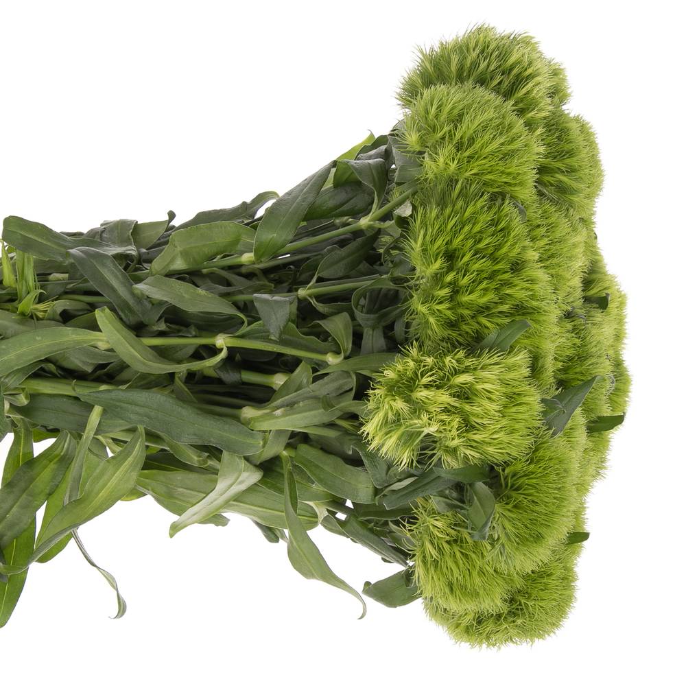 Bartnelke grün Green Wicky 60cm x50